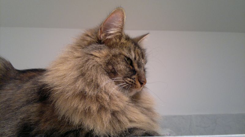 Gatti Norvegesi - cuccioli