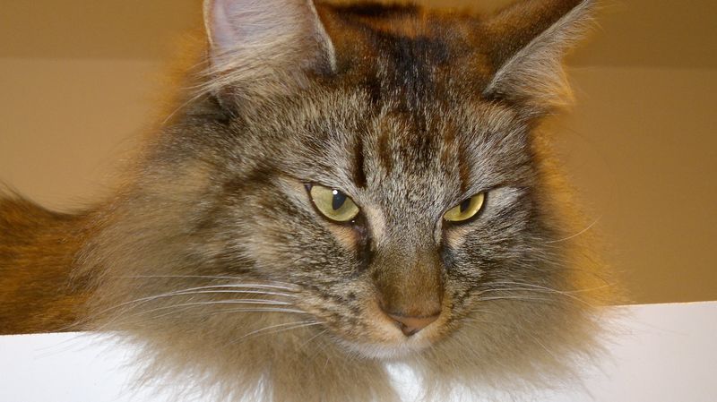 Gatti Norvegesi - cuccioli
