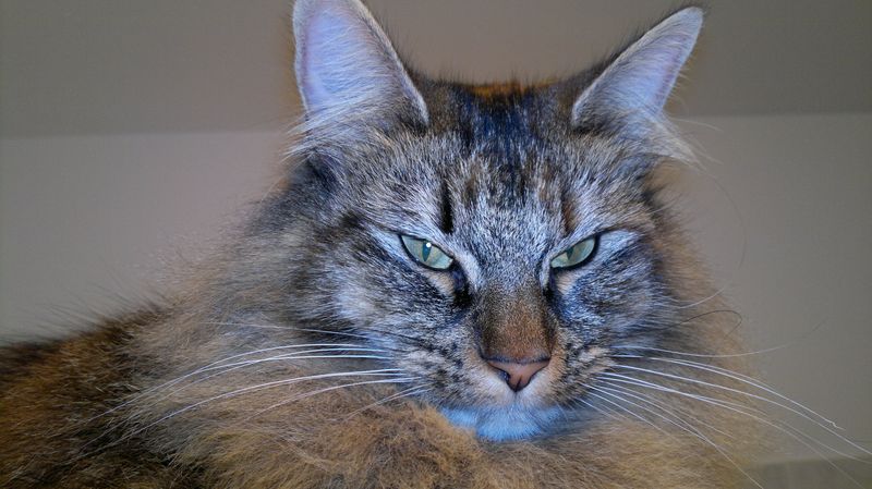 Gatti Norvegesi - cuccioli