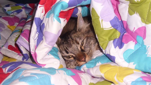 Gatti Norvegesi - cuccioli
