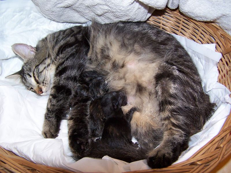 Gatti Norvegesi - cuccioli e genitori