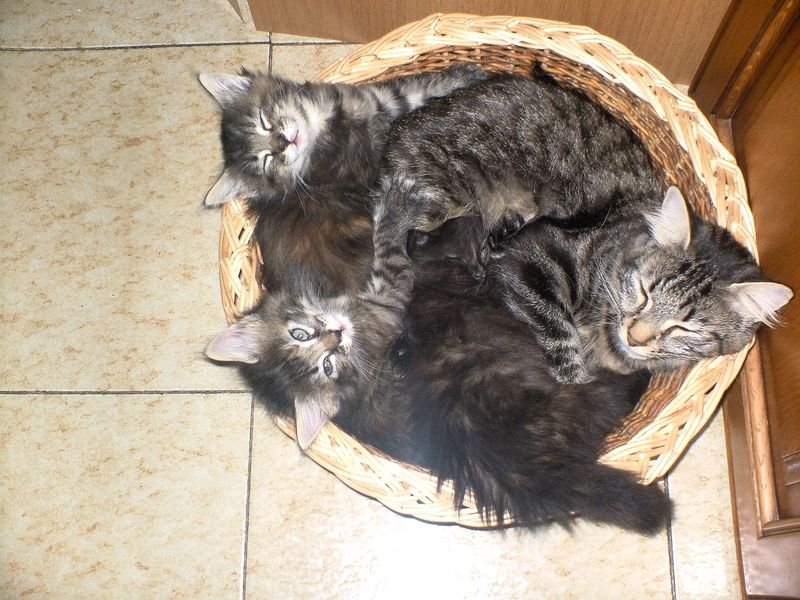Gatti Norvegesi - cuccioli e genitori