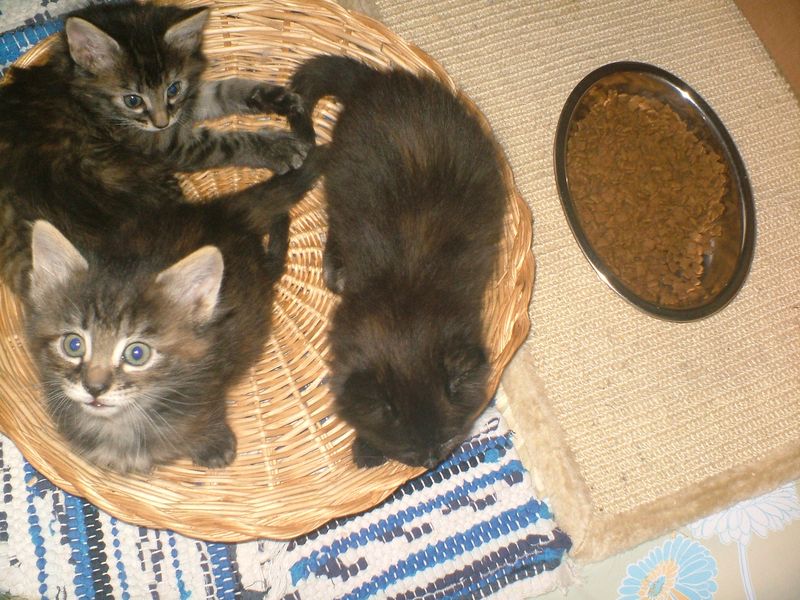 Gatti Norvegesi - cuccioli e genitori