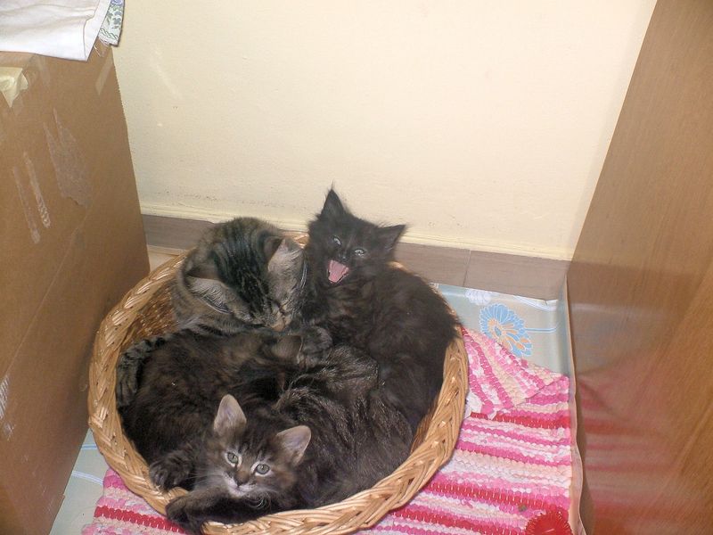 Gatti Norvegesi - cuccioli e genitori