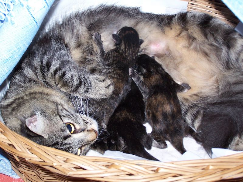 Gatti Norvegesi - cuccioli e genitori