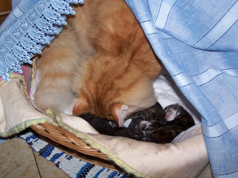 Gatti Norvegesi - cuccioli e genitori