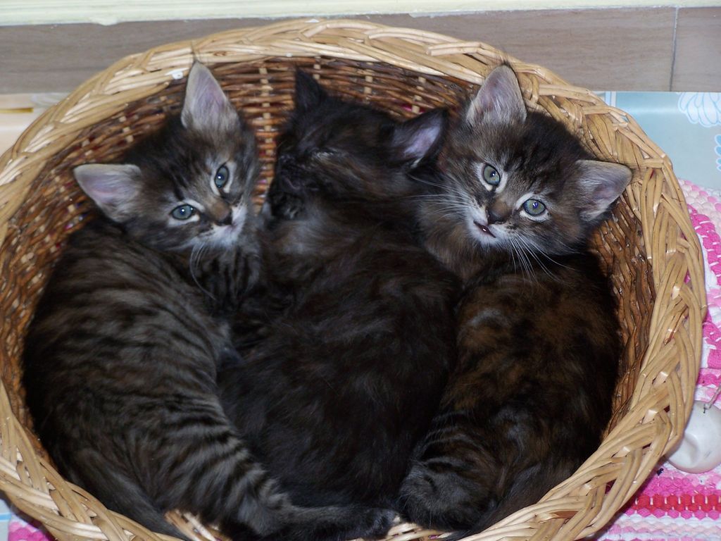 Gatti Norvegesi - cuccioli e genitori