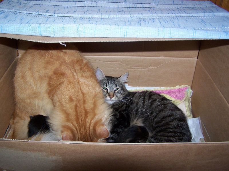Gatti Norvegesi - cuccioli e genitori