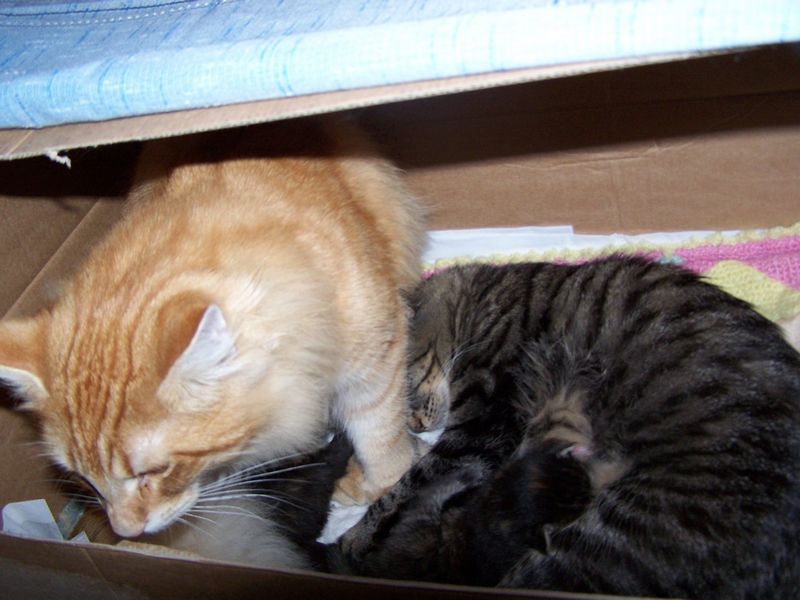 Gatti Norvegesi - cuccioli e genitori