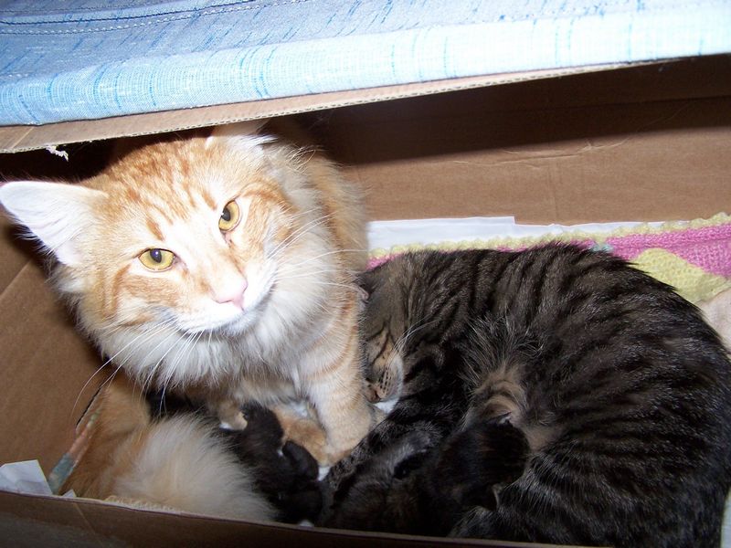 Gatti Norvegesi - cuccioli e genitori