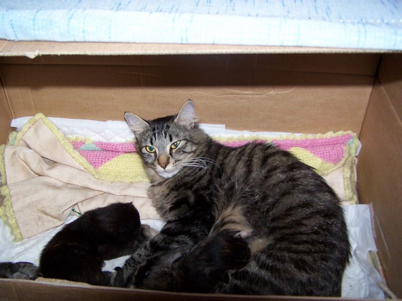 Gatti Norvegesi - cuccioli e genitori