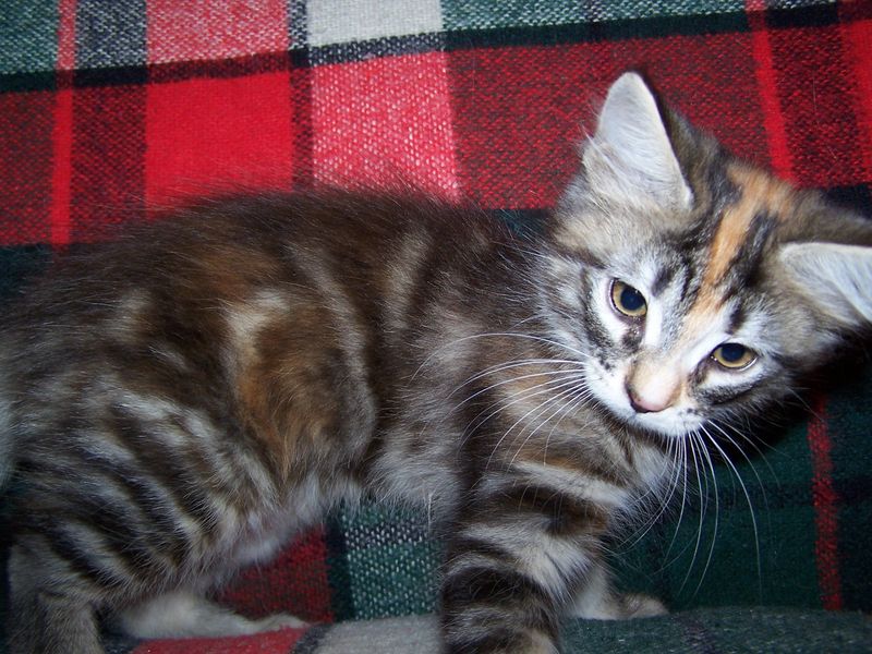 Gatti Norvegesi - cuccioli