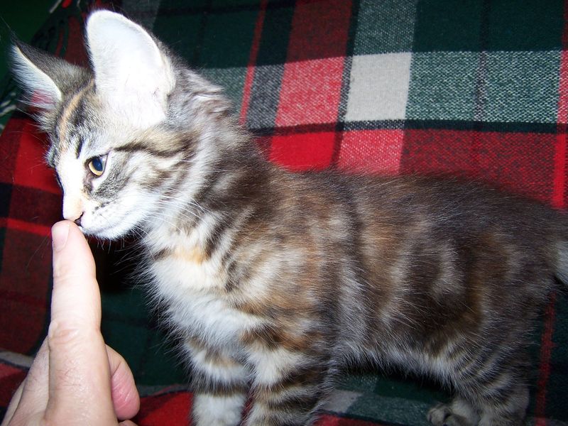 Gatti Norvegesi - cuccioli