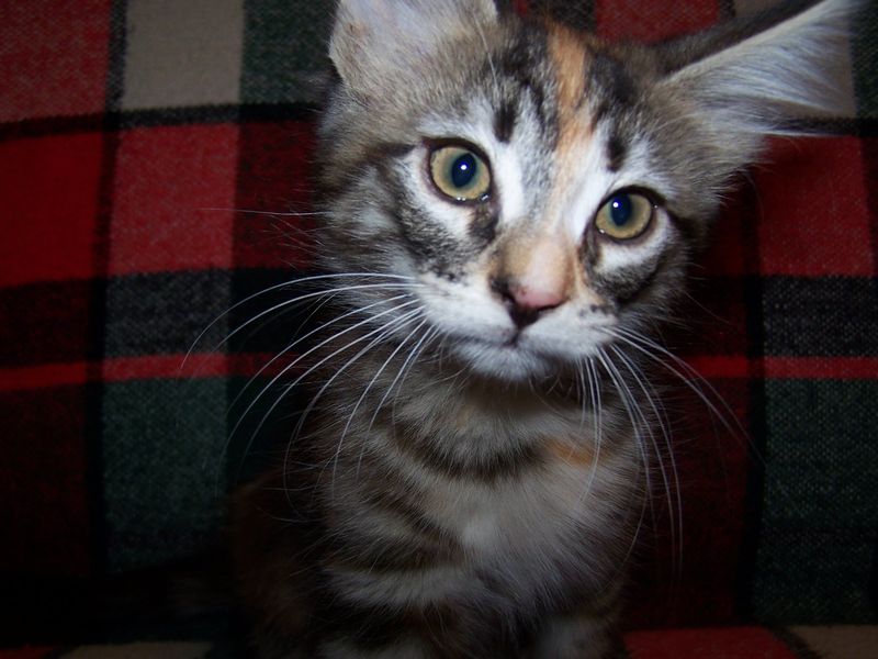 Gatti Norvegesi - cuccioli