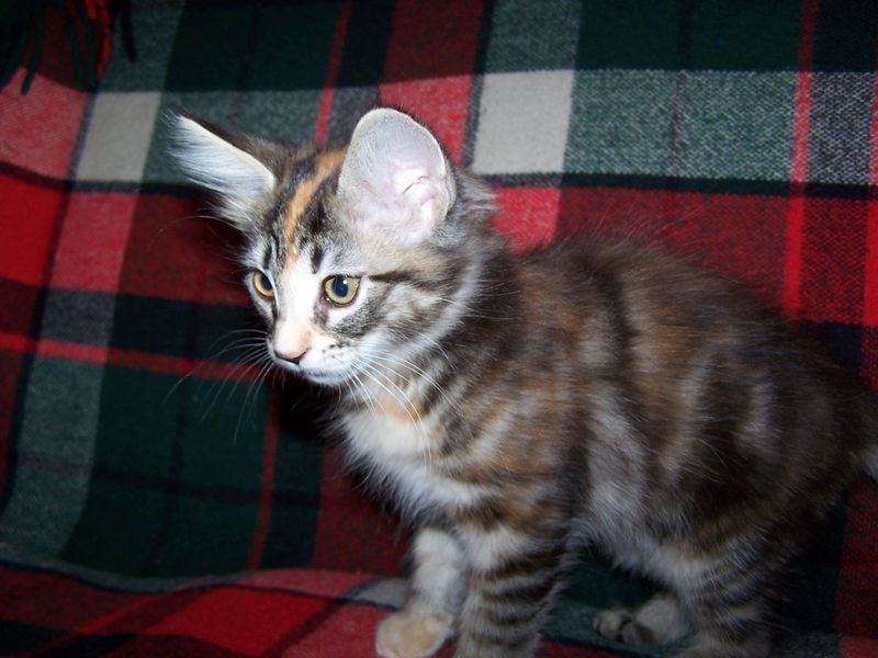Gatti Norvegesi - cuccioli