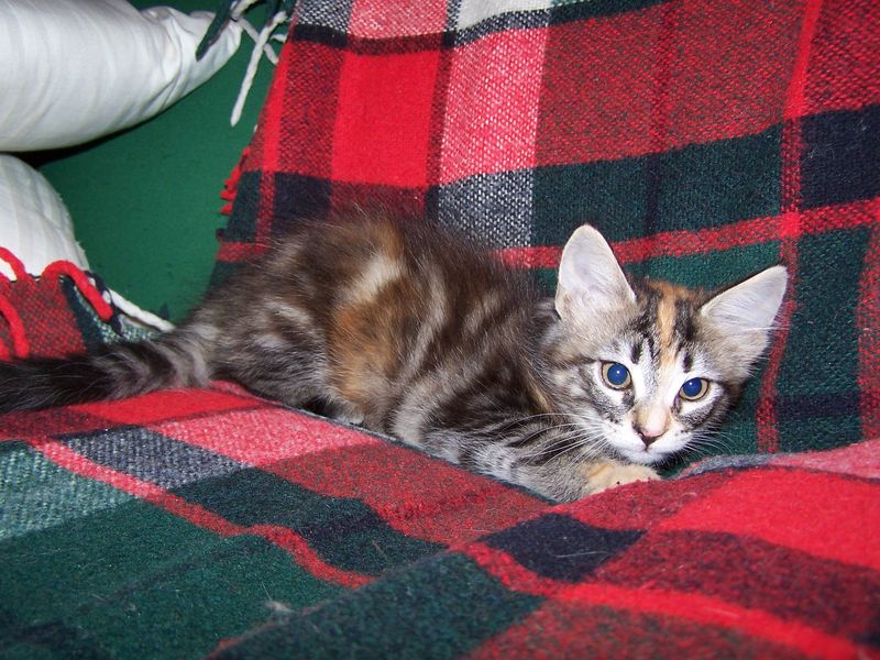 Gatti Norvegesi - cuccioli