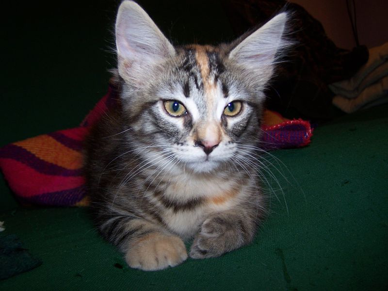 Gatti Norvegesi - cuccioli