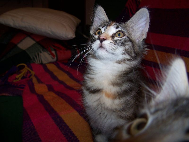 Gatti Norvegesi - cuccioli