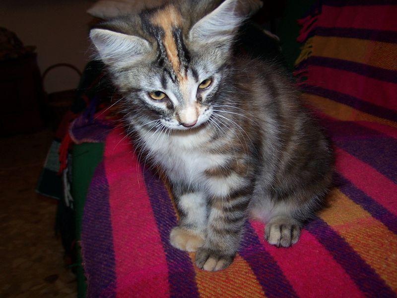 Gatti Norvegesi - cuccioli