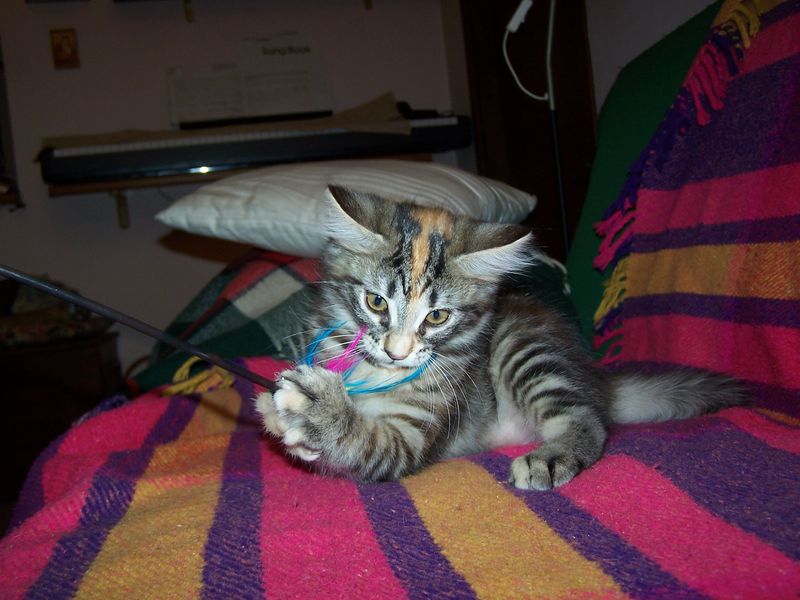 Gatti Norvegesi - cuccioli