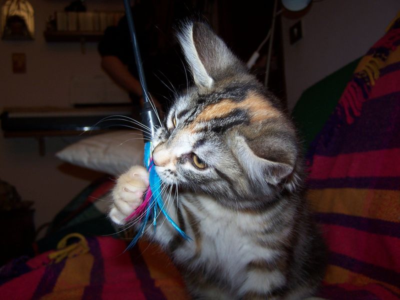 Gatti Norvegesi - cuccioli