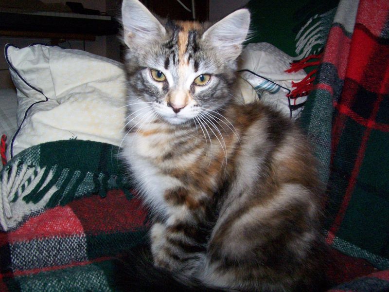 Gatti Norvegesi - cuccioli
