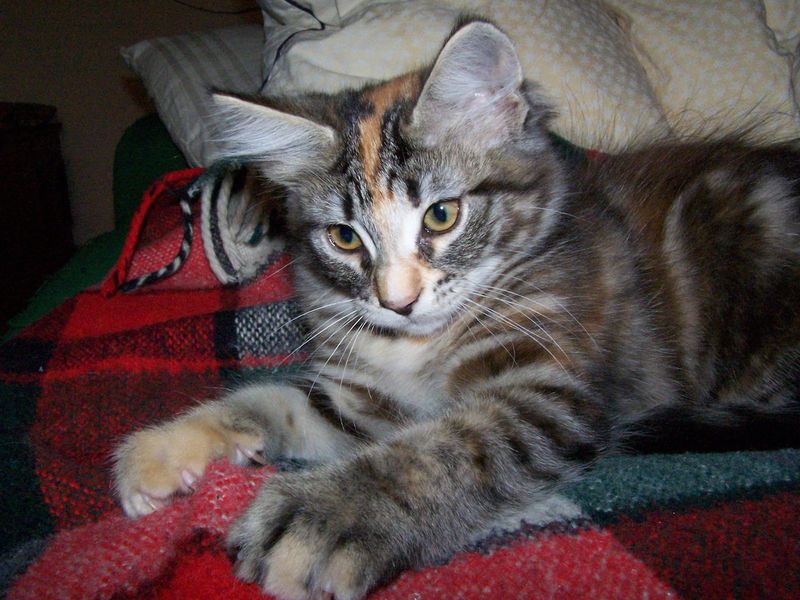 Gatti Norvegesi - cuccioli