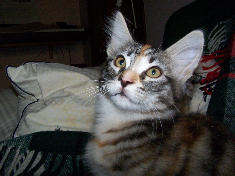 Gatti Norvegesi - cuccioli