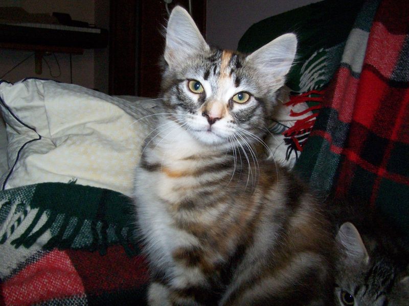 Gatti Norvegesi - cuccioli
