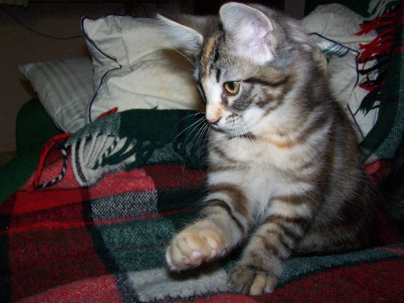 Gatti Norvegesi - cuccioli
