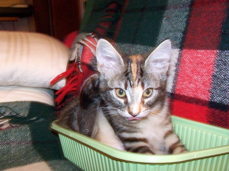 Gatti Norvegesi - cuccioli