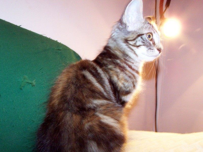 Gatti Norvegesi - cuccioli