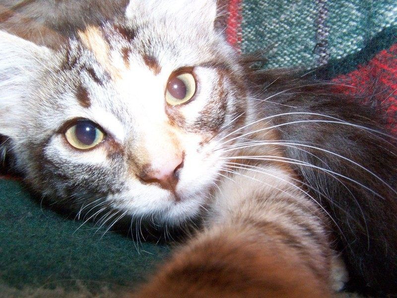 Gatti Norvegesi - cuccioli
