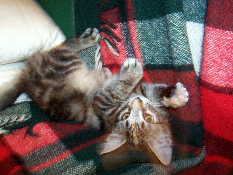 Gatti Norvegesi - cuccioli