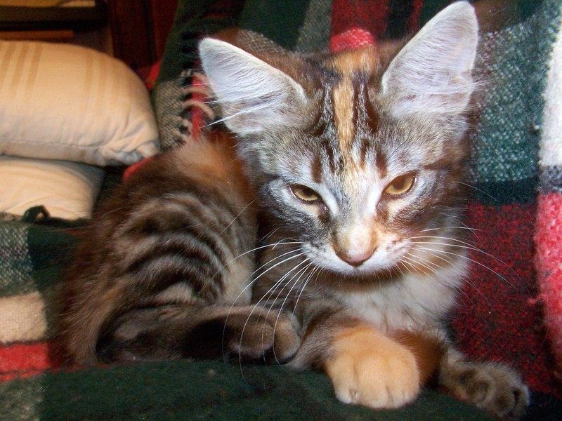 Gatti Norvegesi - cuccioli