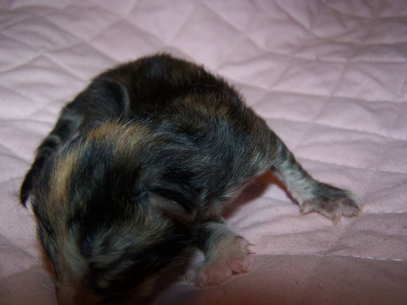Gatti Norvegesi - cuccioli