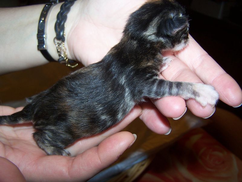 Gatti Norvegesi - cuccioli