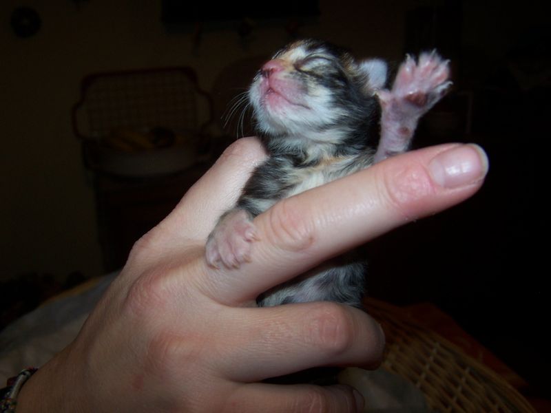 Gatti Norvegesi - cuccioli