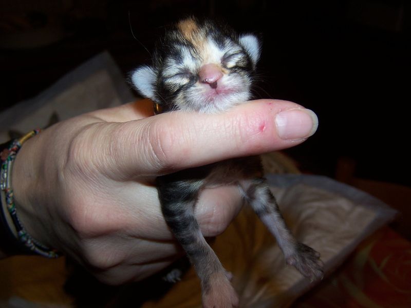 Gatti Norvegesi - cuccioli