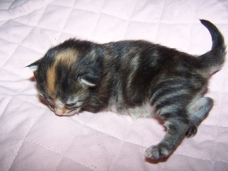 Gatti Norvegesi - cuccioli