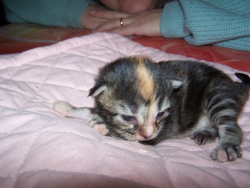 Gatti Norvegesi - cuccioli