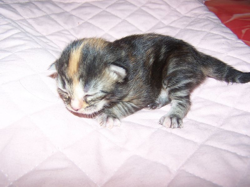 Gatti Norvegesi - cuccioli