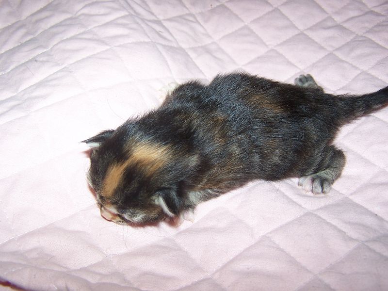 Gatti Norvegesi - cuccioli