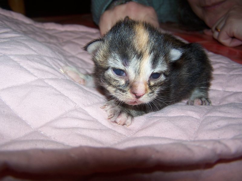 Gatti Norvegesi - cuccioli