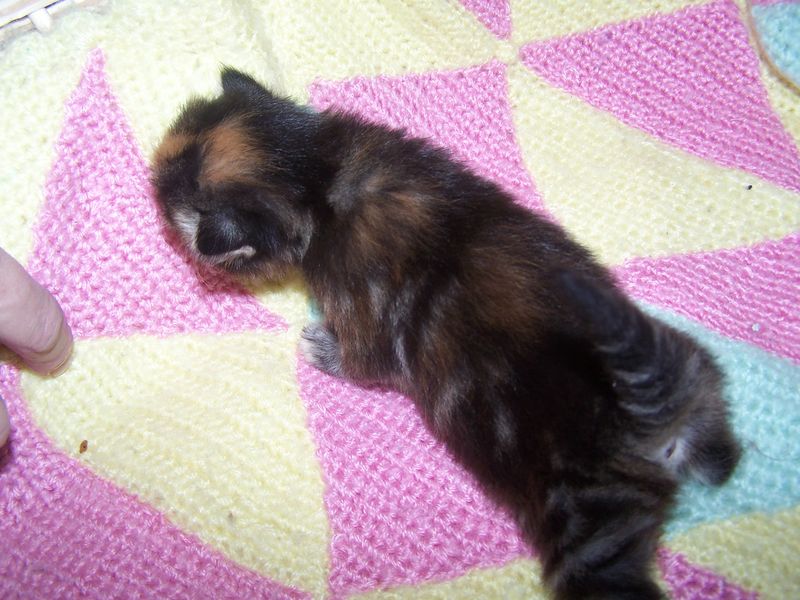 Gatti Norvegesi - cuccioli