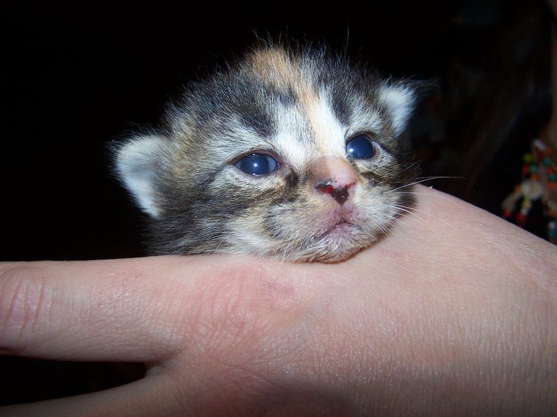 Gatti Norvegesi - cuccioli