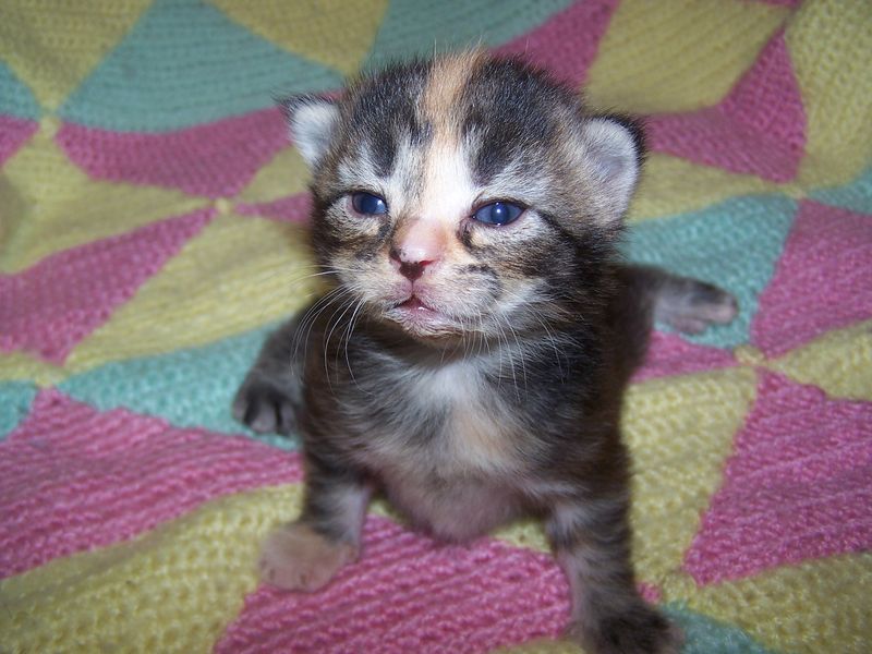 Gatti Norvegesi - cuccioli