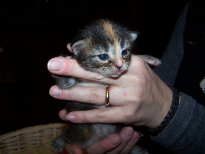 Gatti Norvegesi - cuccioli