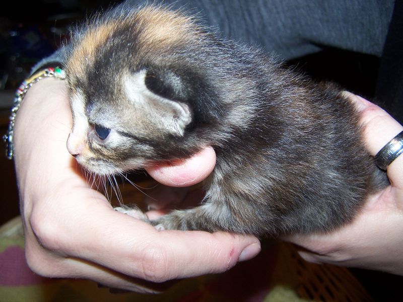 Gatti Norvegesi - cuccioli