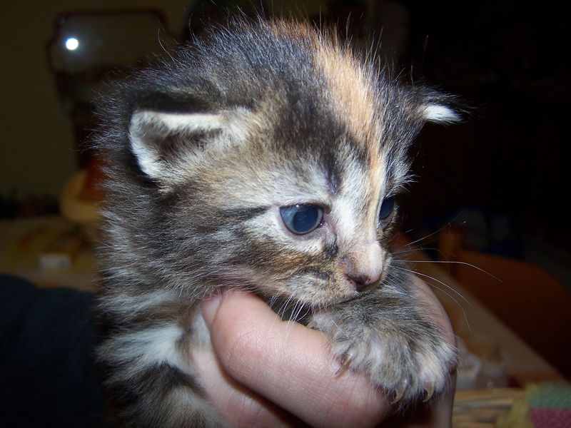 Gatti Norvegesi - cuccioli